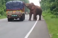 三哥开大车｜老司机带你开着汽车看动物世界