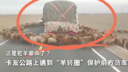 这是犯羊癫疯了？卡友公路上遇到“羊转圈”保护前方货车