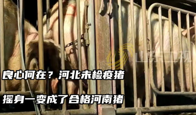 良心何在？河北未检疫猪 摇身一变成了合格河南猪