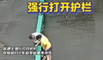 高速上强拆隔离带掉头，哥们你真有种！